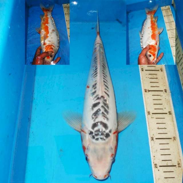 36cm F1 SIMETRIS SHUSUI