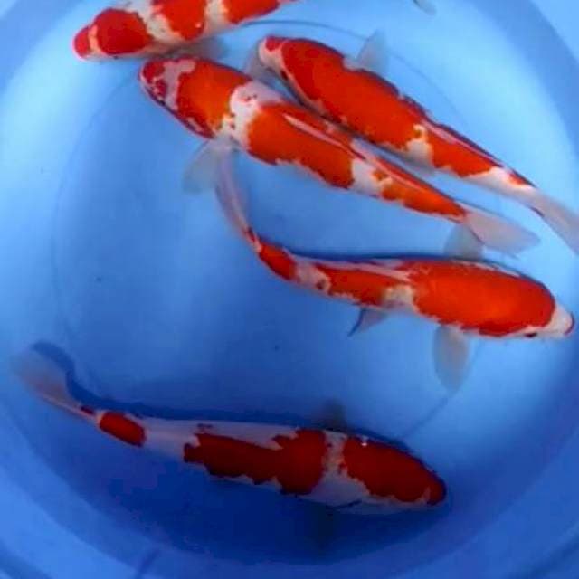 Kohaku 5 ekor
