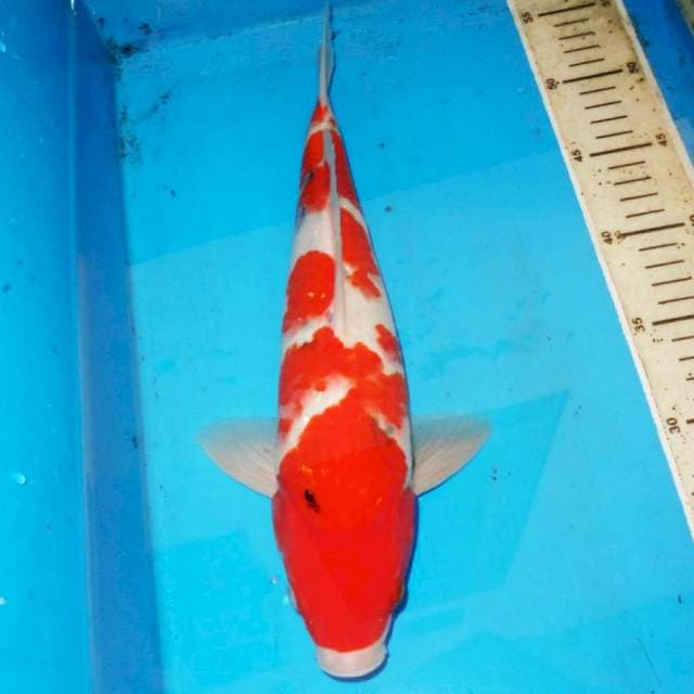 35cm HQ SANKE TATEGOI
