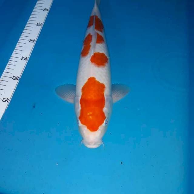Kohaku
