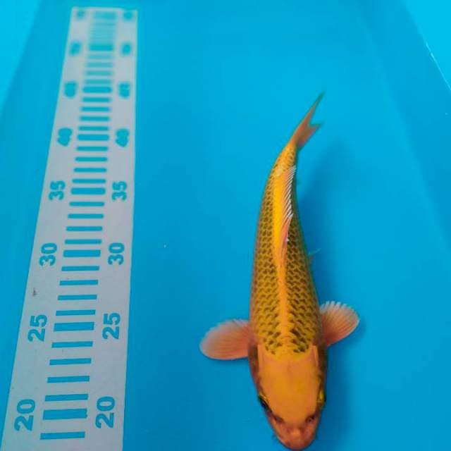 Kin Matsuba 25cm