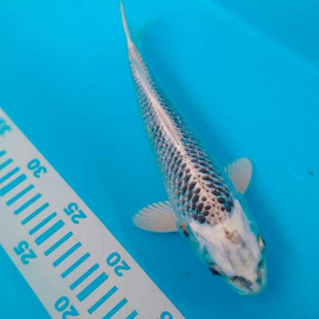 MATsuba 27cm