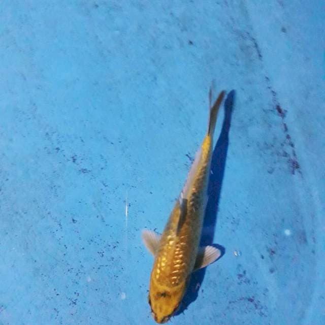 Ki utsuri ginrin 20cm