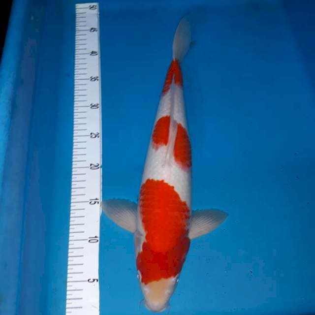 Kohaku 100% ori