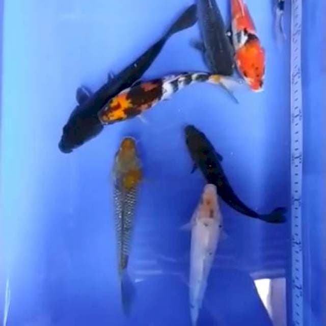 Paket mix 17-20 cm