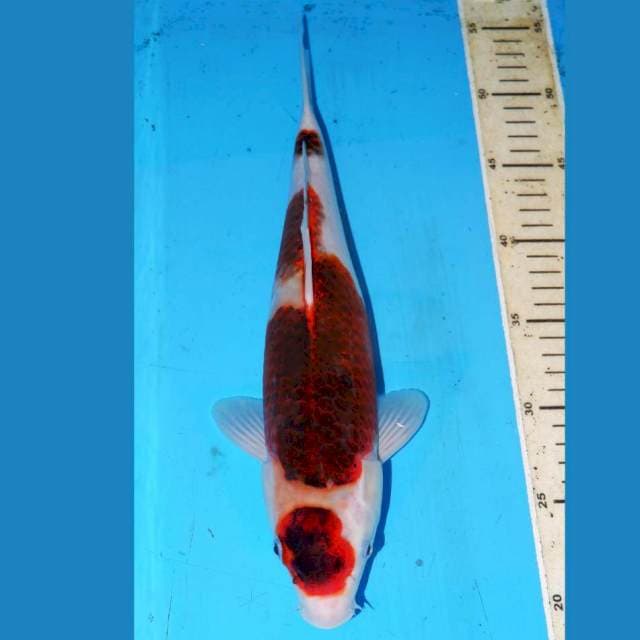 MARUTEN KOROMO 35cm
