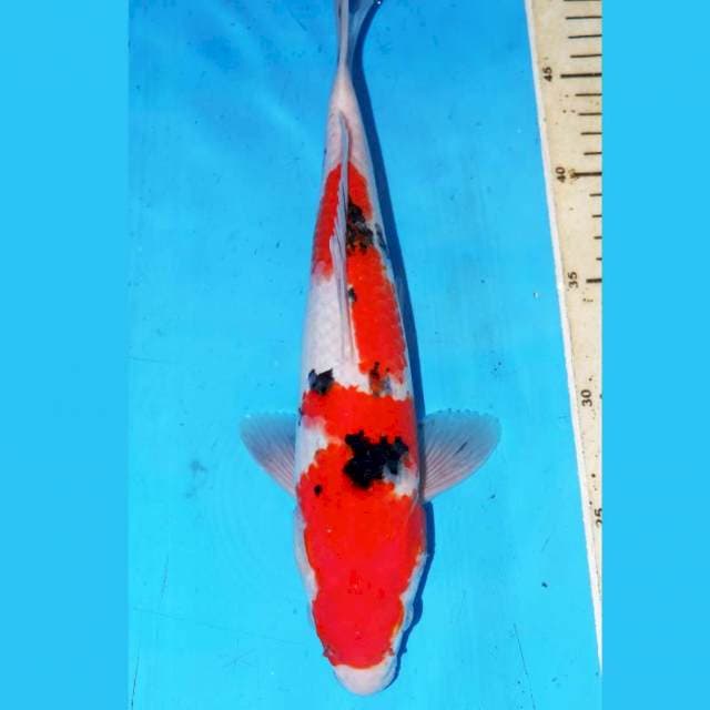 SANKE ODOM BAGUS 31cm