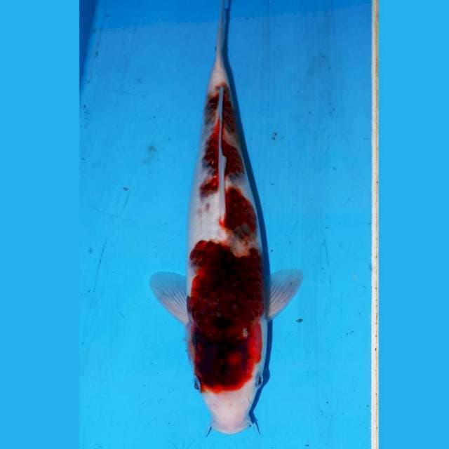 KOROMO ANGGUR 33cm