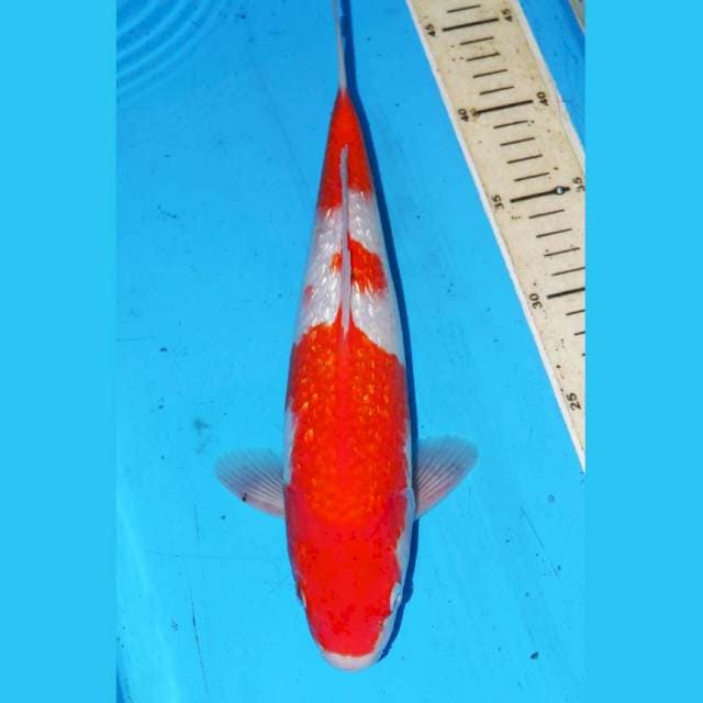 KINGINRIN KOHAKU 32cm