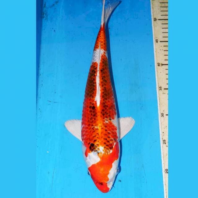 KUJAKU MERONA 37cm