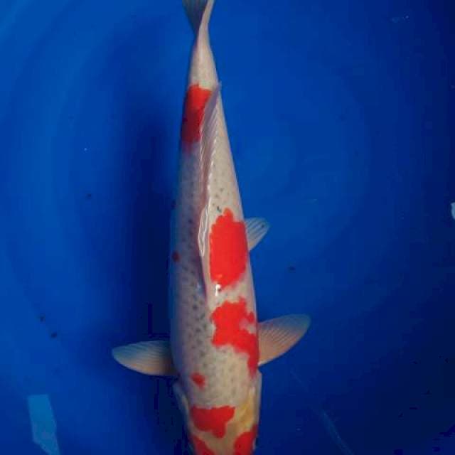 GOSHIKI MALE 47cm