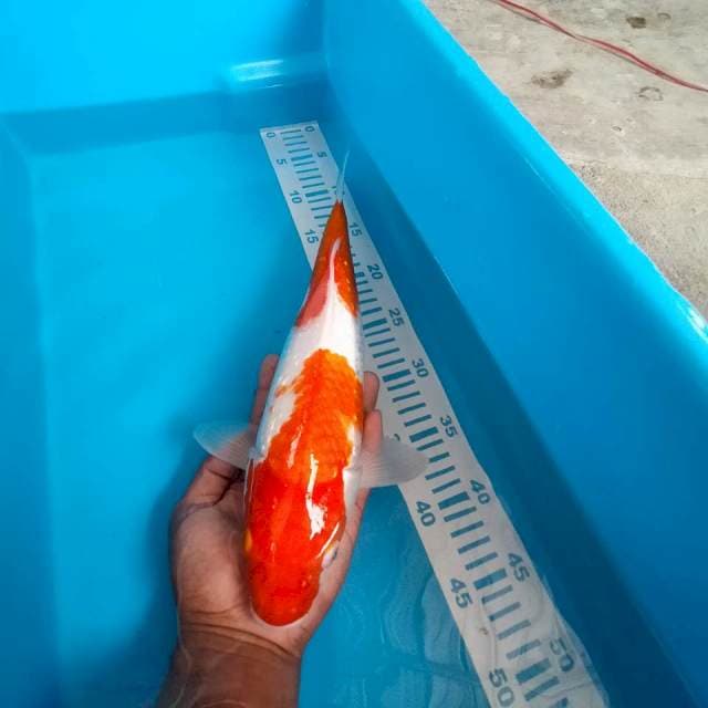 Kohaku gindrin 36cm