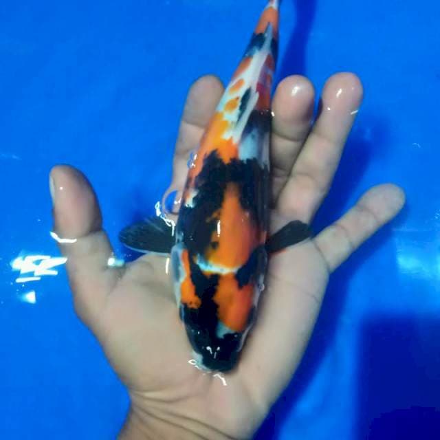 Showa maruten original