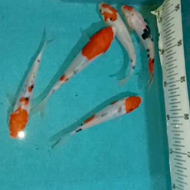 Sanke 14 - 16 cm