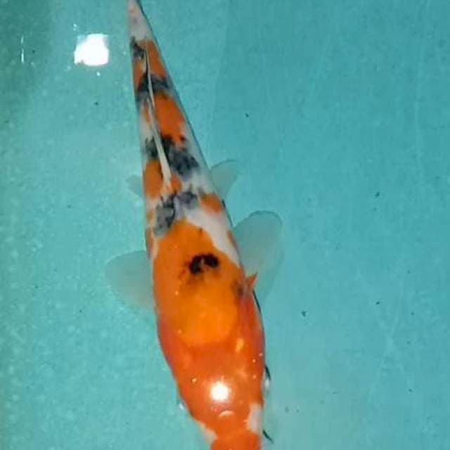 Sanke 19cm