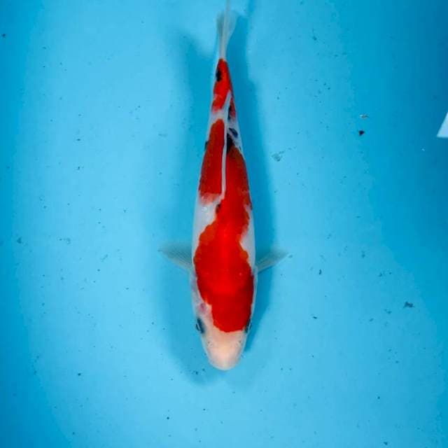 Sanke, 22 cm