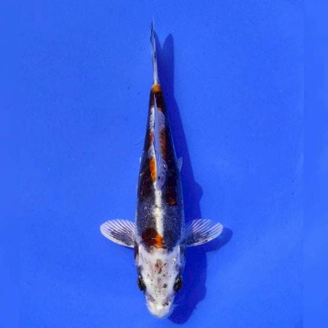 Donamae Beni Kiko