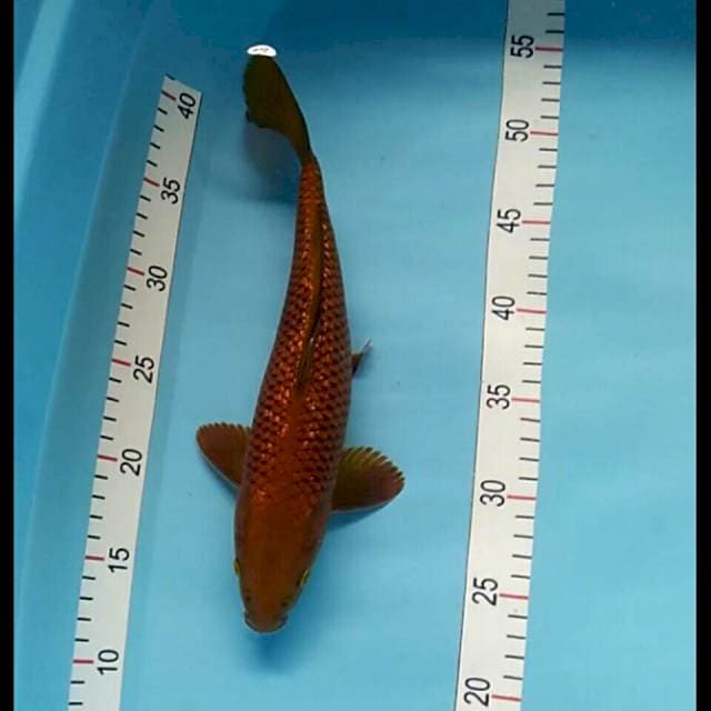 Chagoi Tembaga