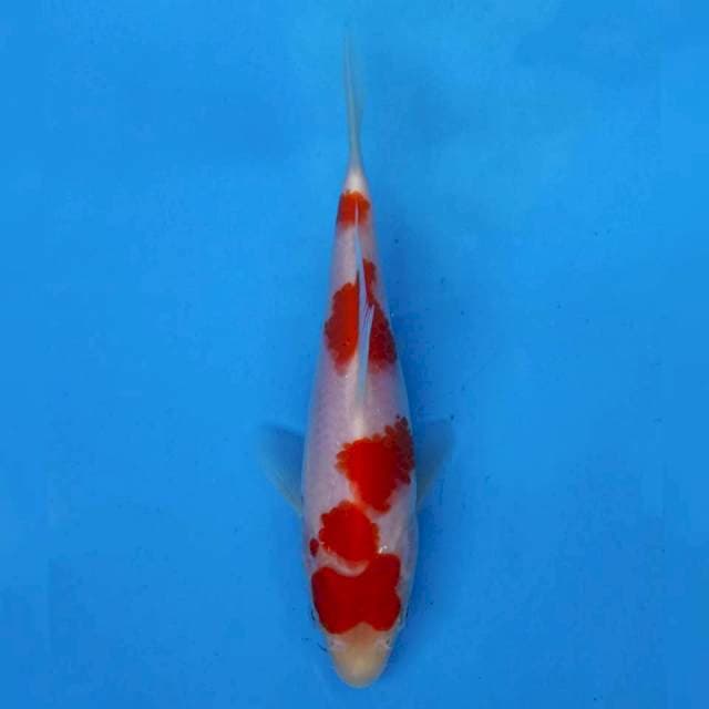 Ikarashi Kohaku