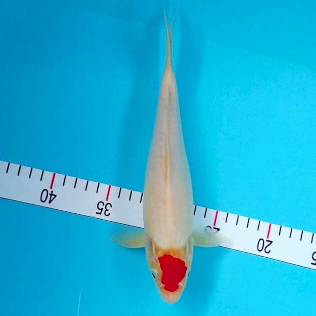 Tancho kohaku original 27cm