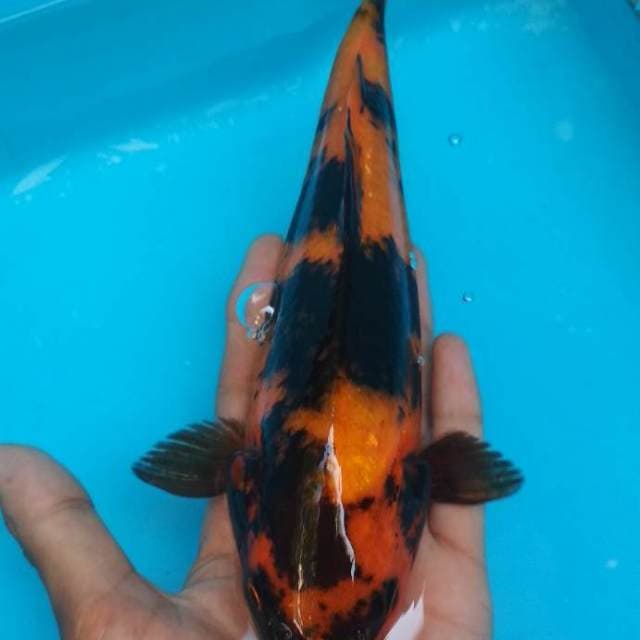 Hiutsuri sq 25cm
