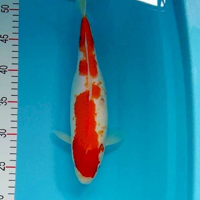 Sanke 30cm fm