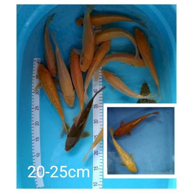 Mix mata merah 20-25cm 16 ekor