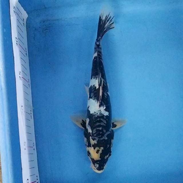 Kumonryu 25cm