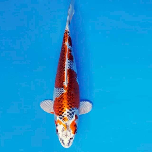 KIRIN 2 - KUJAKU ®