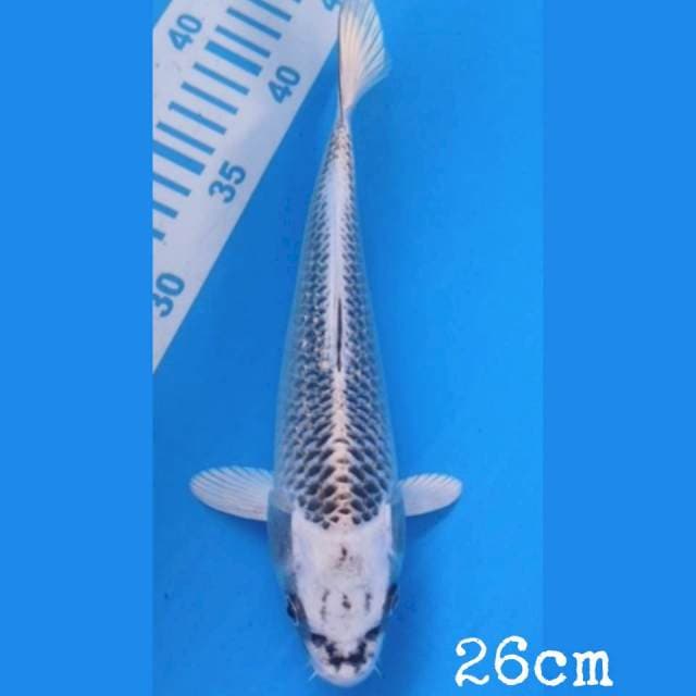 Matsuba 26cm
