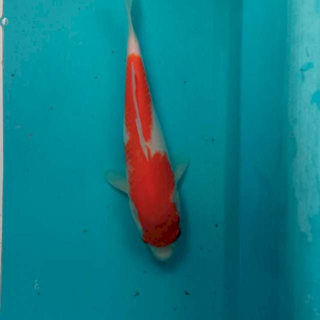 KOHAKU 
