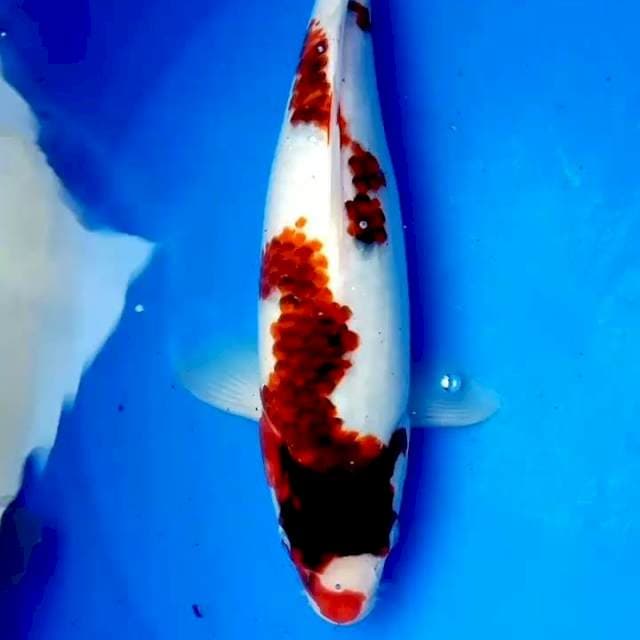 34cm F1 BUDO KOROMO