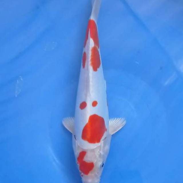Kohaku Doitsu Hikari