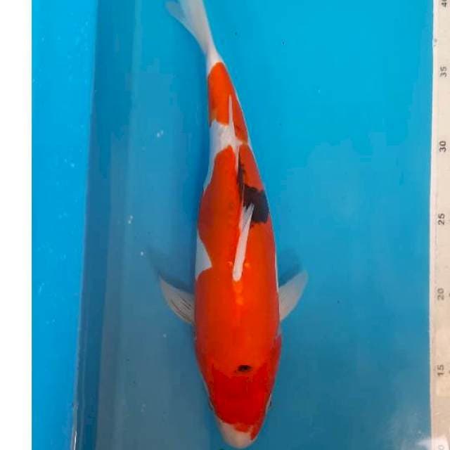 Showa doit 32cm