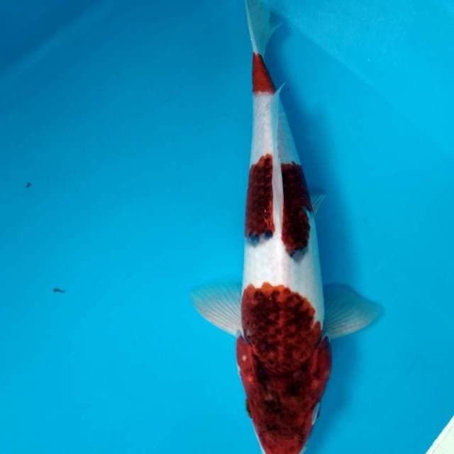 Goromo 
