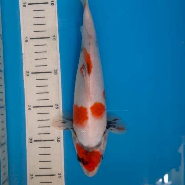 Showa 28cm