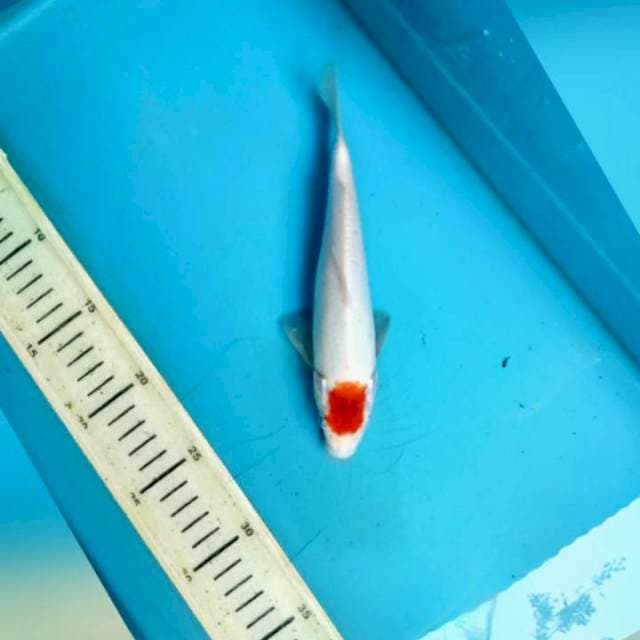 Tancho kuhaku 20cm