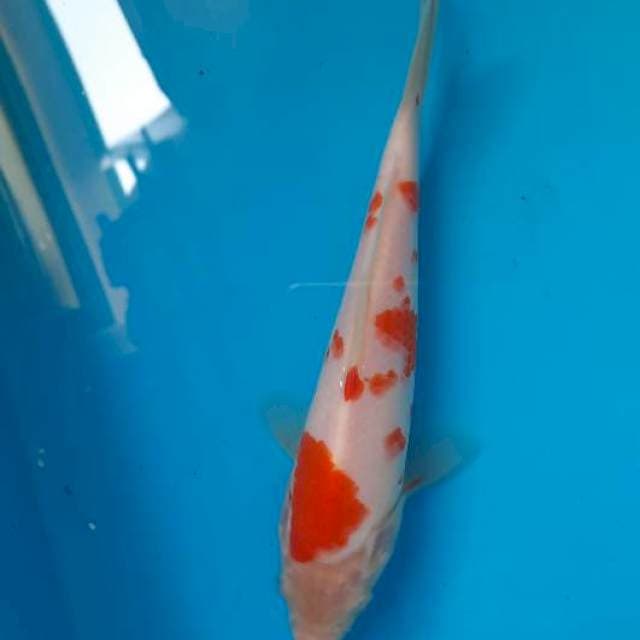 Kohaku 19cm