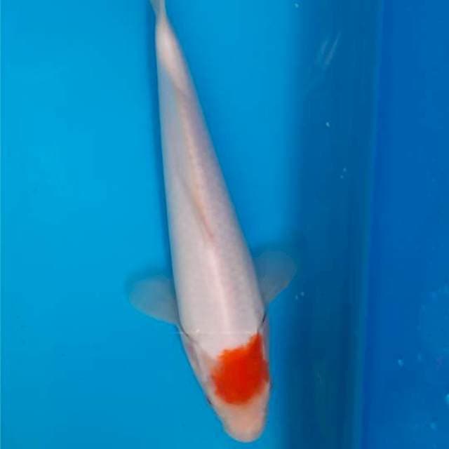 Tancho kuhaku 24cm 