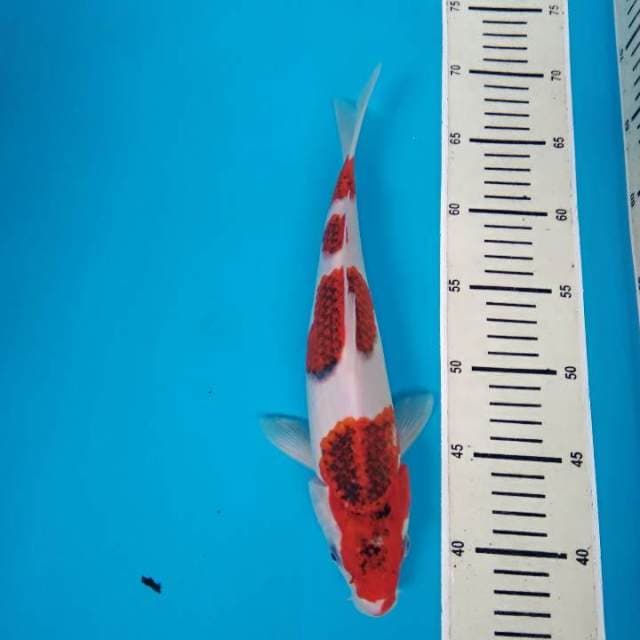 Goromo
