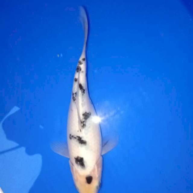 Shiro 21cm