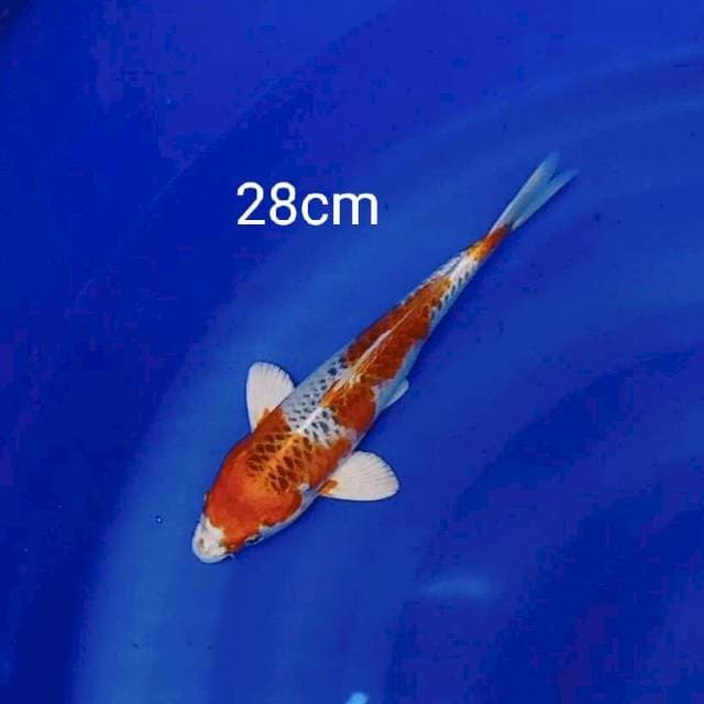 Kujaku 28cm