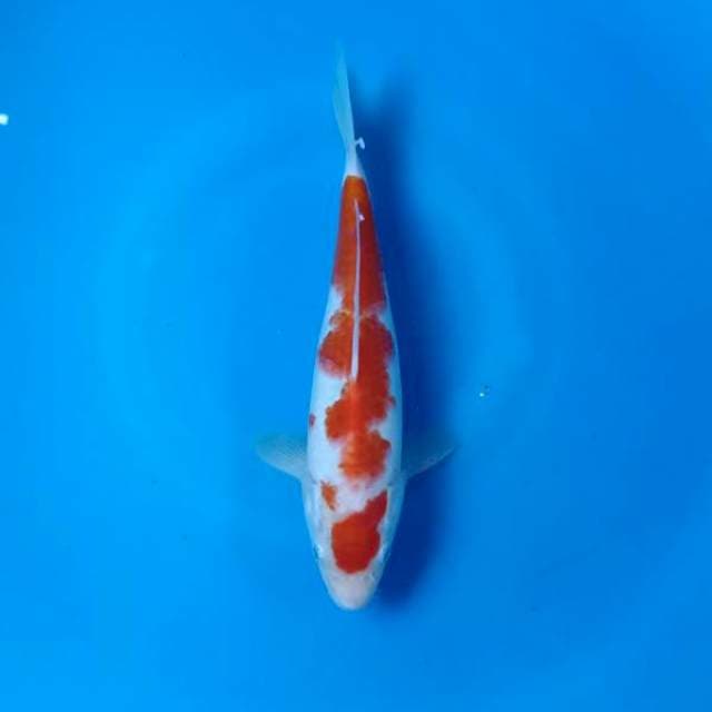 Maruten kohaku.24cm male