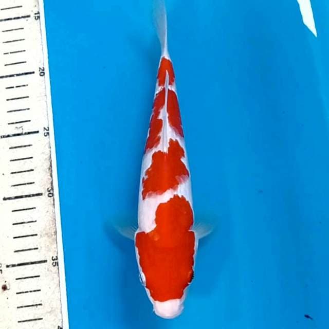 Kohaku, 23 cm