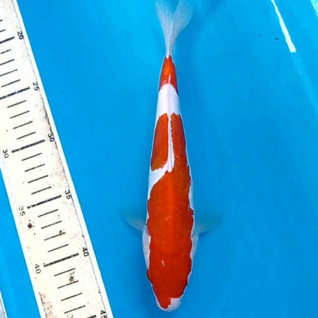 Kohaku doitsu, 24 cm