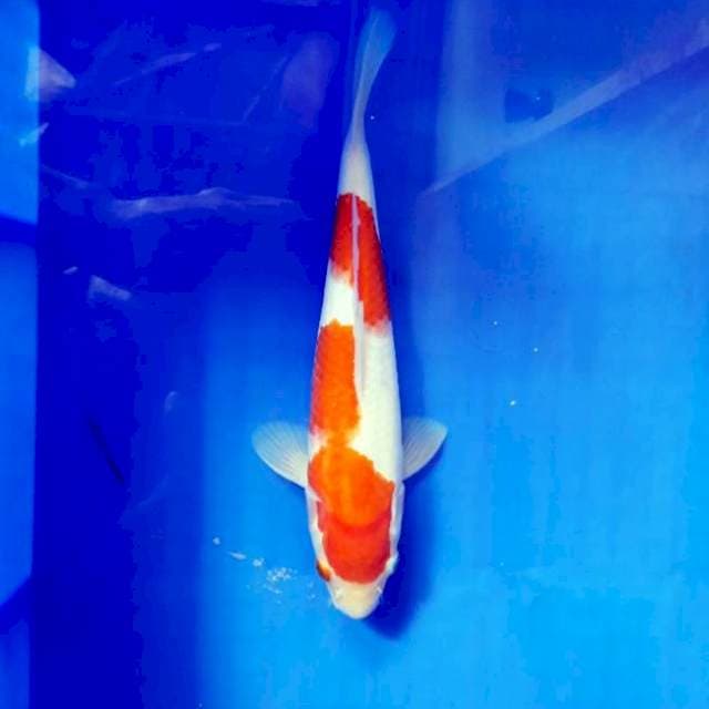 Nidan kohaku 24cm 