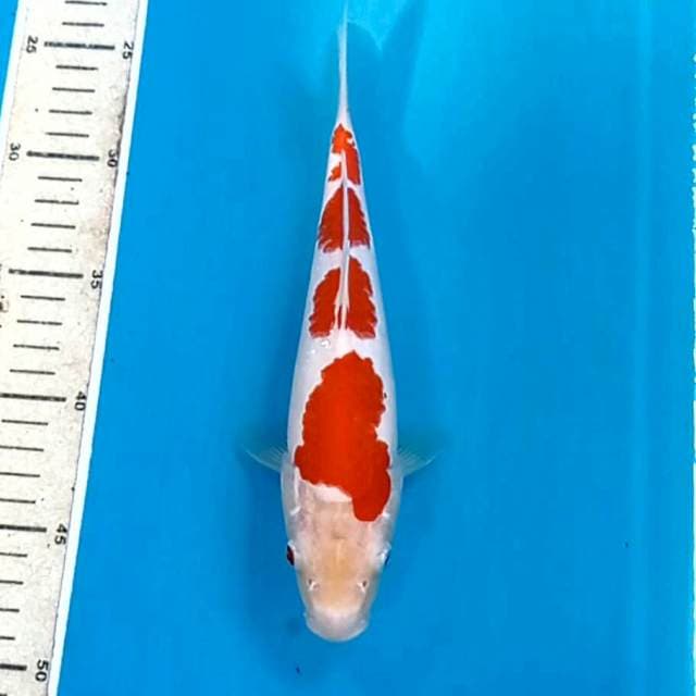 Kohaku, 24 cm