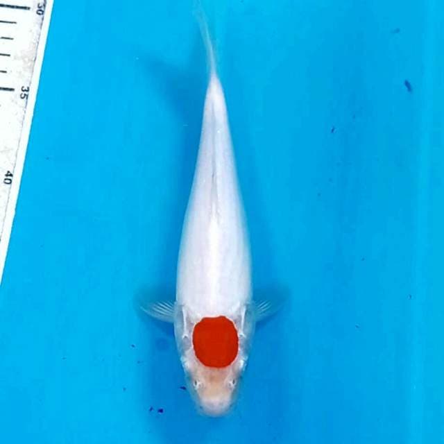 Tancho kohaku, 21 cm