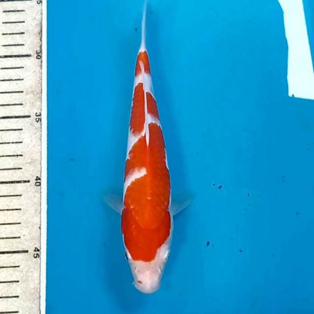 Kohaku, 21 cm