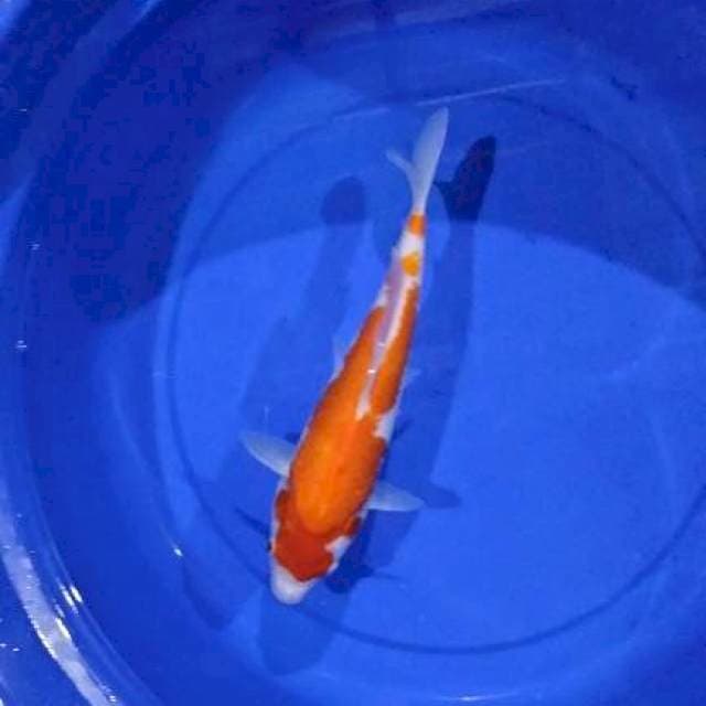 Kohaku 28cm mantap